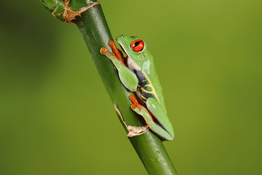 Vibrant Green Frog Macro Wallpaper: Nature's Captivating Detail