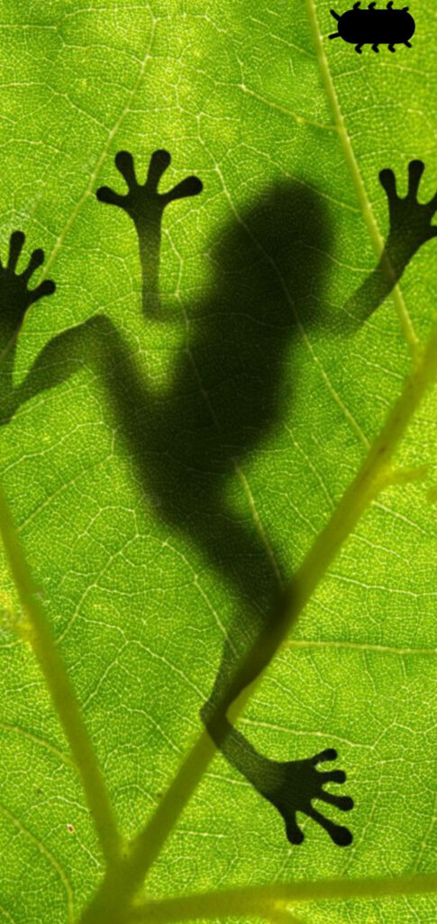 Frog Silhouette on Leaf - Nature-Inspired Samsung S10 Wallpaper
