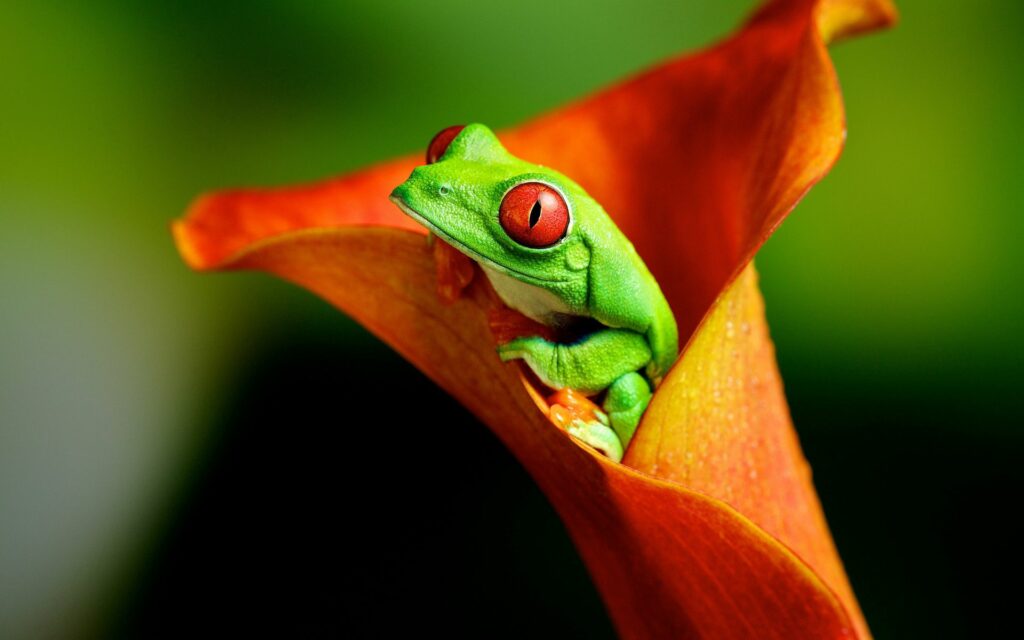 Colorful Frog in Orange Flower Wallpaper with Vivid Red Eyes