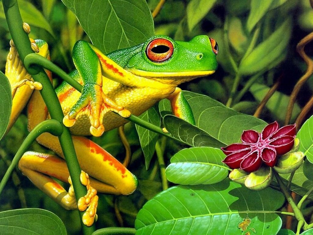 Colorful Frog Wallpaper: Vibrant Nature with Red Flower Accent