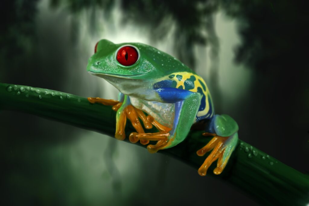 Vibrant Frog Wallpaper: Colorful Nature Scene with Striking Contrast