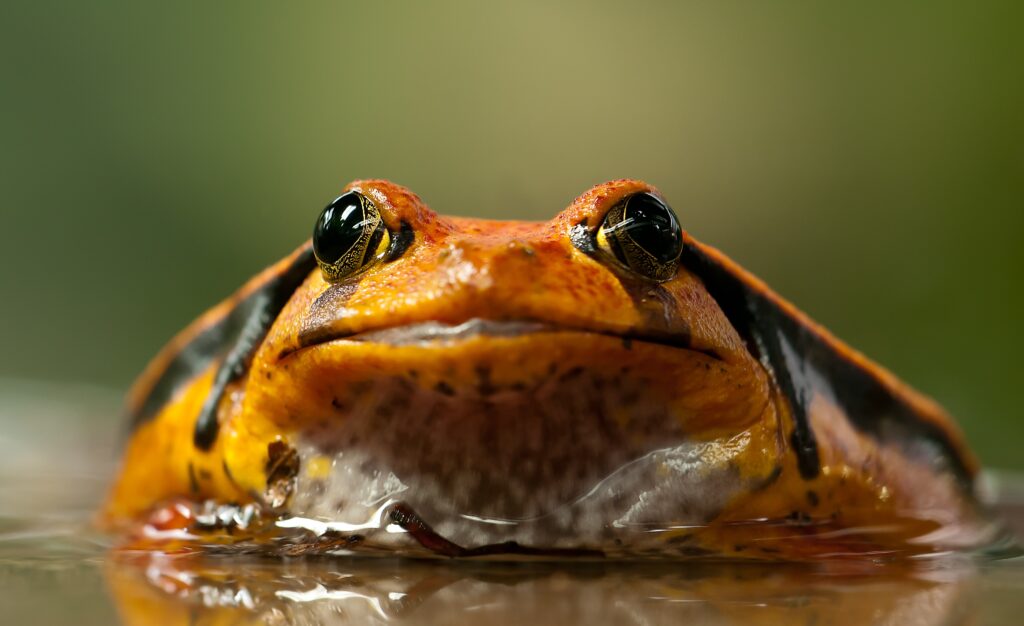 Vibrant Frog Close-Up Wallpaper: Striking Eyes & Textured Skin