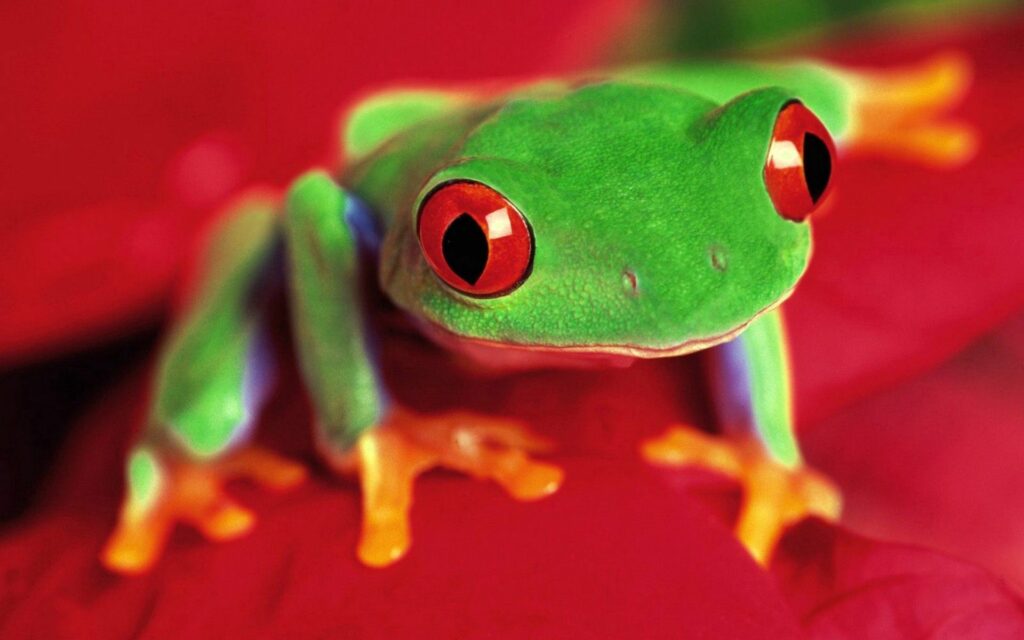 Vibrant Frog Wallpaper: Striking Red Eyes & Bold Background