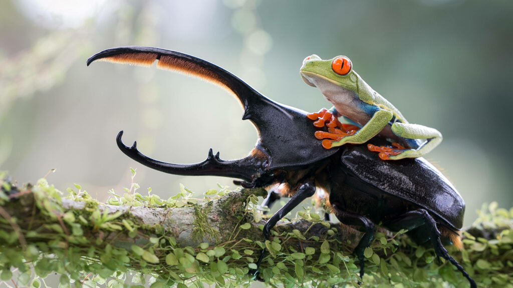 Vivid Frog and Beetle Wallpaper: A Whimsical Nature Scene