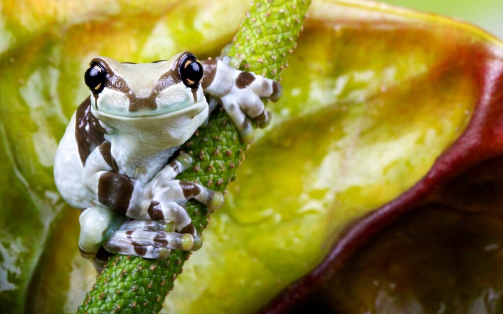 Vibrant Frog on Green Stem: Captivating Nature Wallpaper Background