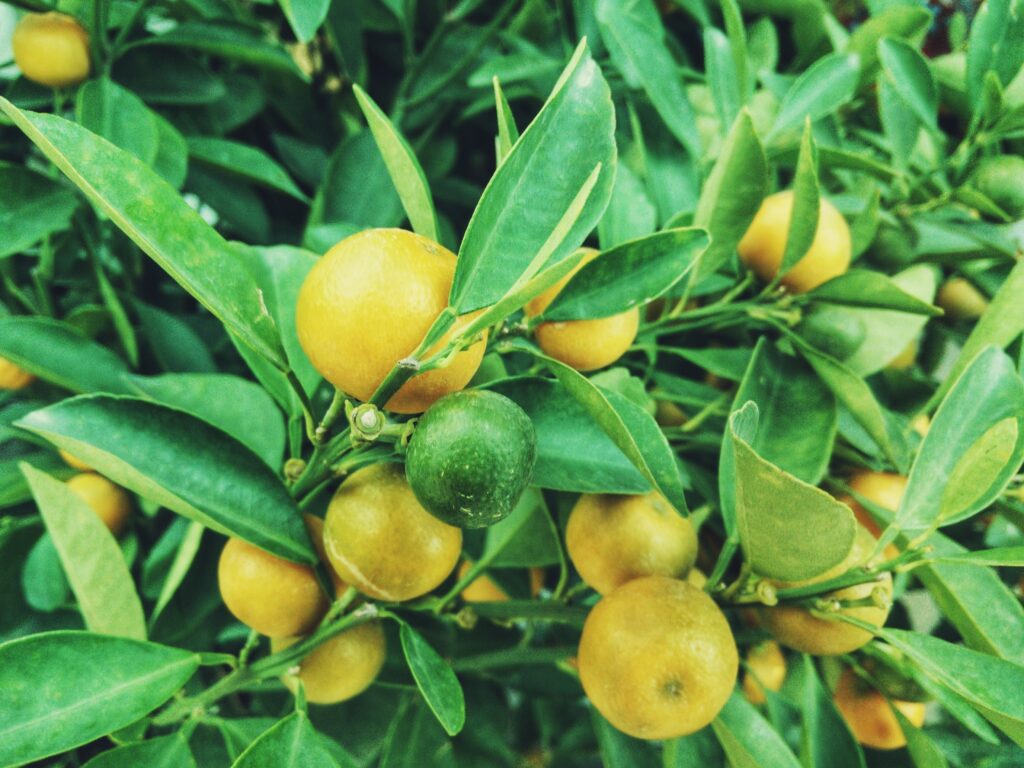 Vibrant Fruit Tree Wallpaper: Lush Green Leaves & Ripe Lemons