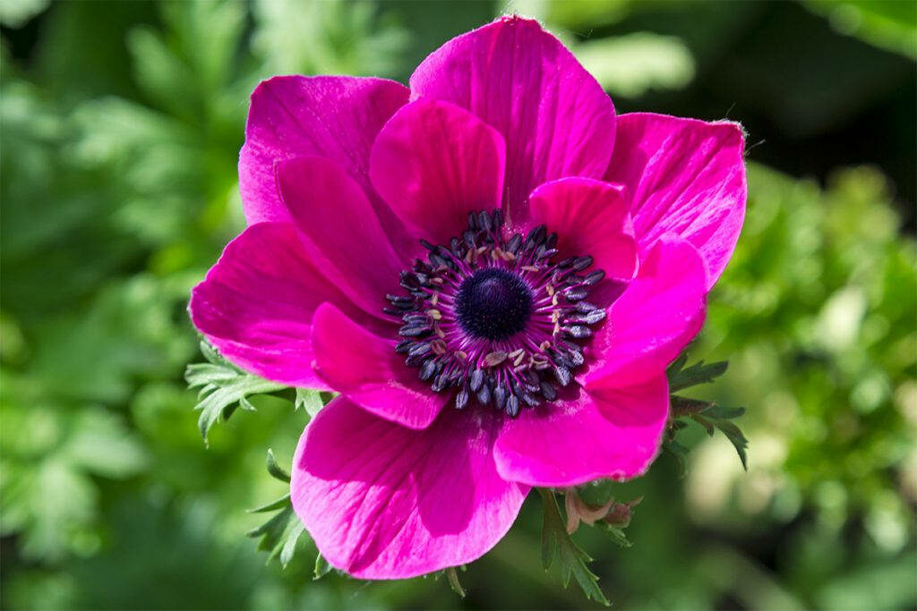 Vibrant Fuchsia Anemone Flower Wallpaper with Soft Green Background