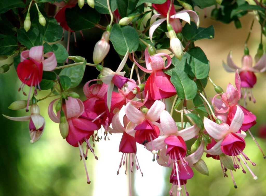 Vibrant Fuchsia Flowers Close-Up with Softly Blurred Background Wallpaper