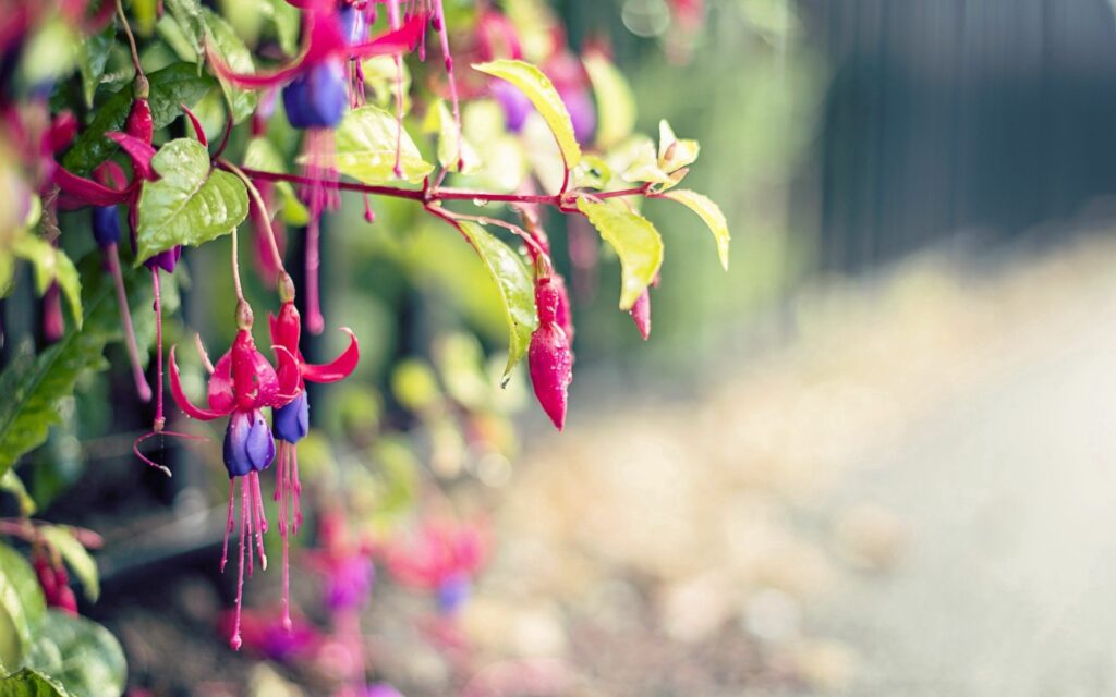 Vibrant Fuchsia Flower Wallpaper with Lush Green Background