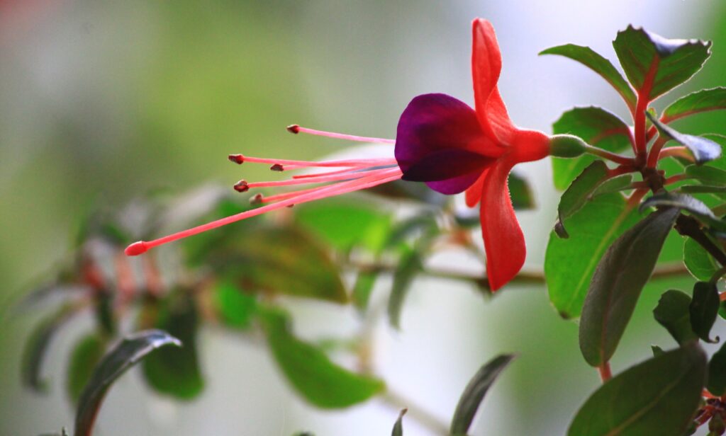 Vivid Fuchsia Flower Wallpaper: Close-Up with Red Petals & Green Leaves