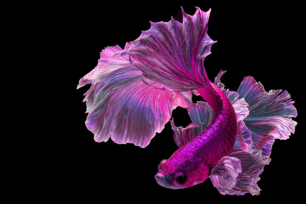 Vibrant fuschia Siamese fighting Betta fish with iridescent fins on sleek black wallpaper background