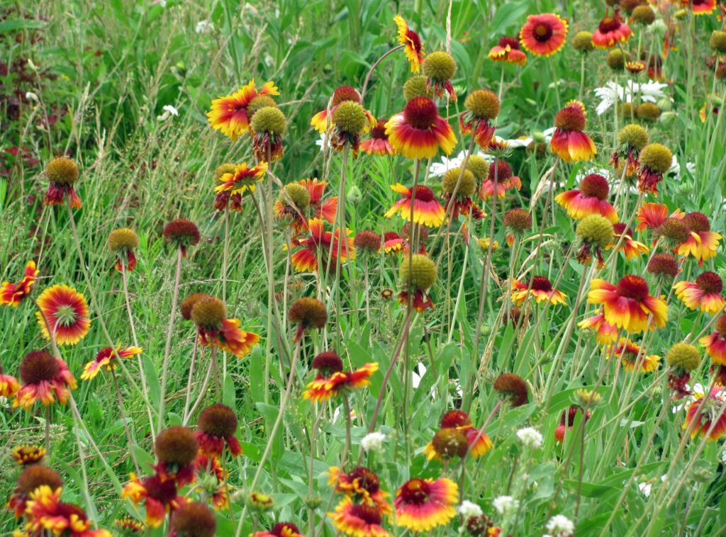 Vivid Gaillardia & Daisy Floral Wallpaper - Nature Inspired Background