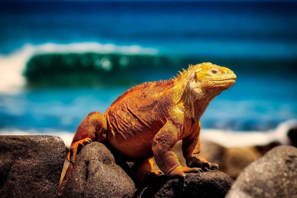 Vibrant Galapagos Land Iguana with yellow orange scales on coastal rocks ocean background wallpaper