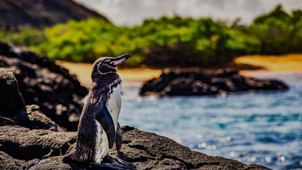 Galapagos Penguin on Volcanic Rocks: Scenic Ocean & Greenery Wallpaper