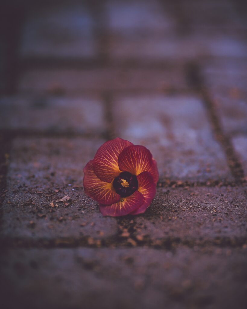 Vibrant Pansy Close-Up on Textured Brick - Stunning Wallpaper Background