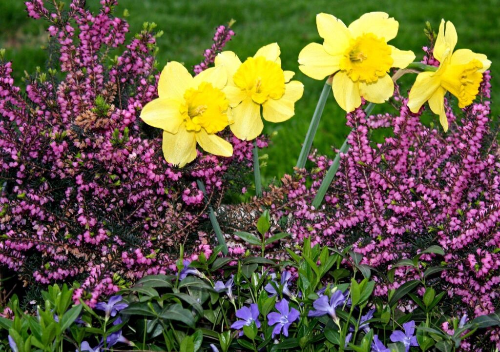 Vibrant Garden Wallpaper: Bright Daffodils & Colorful Flowers