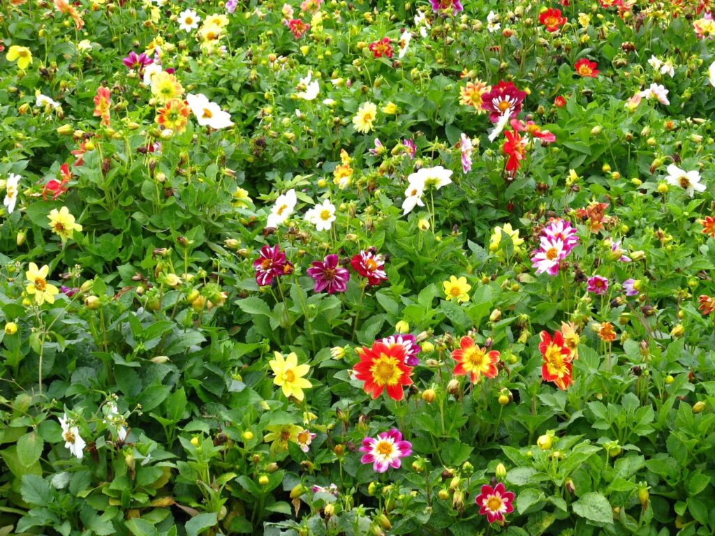 Vibrant Garden Wallpaper: Colorful Flowers & Lush Greenery Background