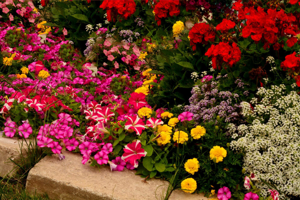 Vibrant Flower Garden: Colorful Petunias & Marigolds Wallpaper