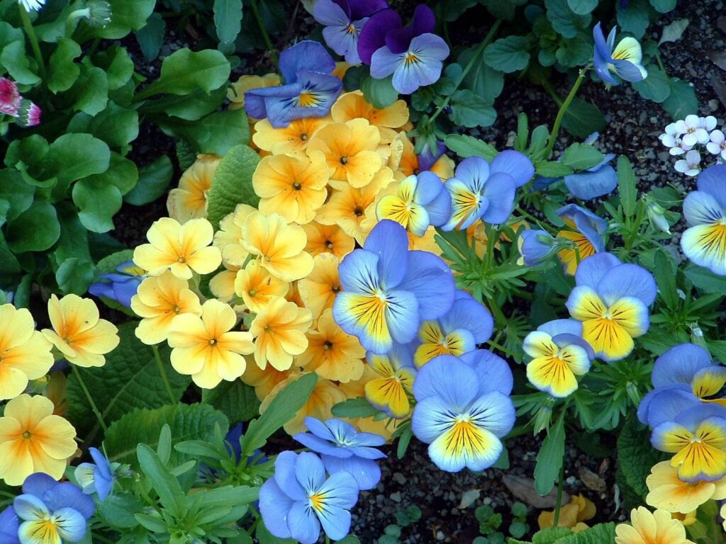 Vibrant Garden Wallpaper: Colorful Pansies & Lush Green Background