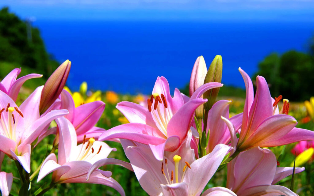 Vibrant Garden Wallpaper of Pink Lilies Against Lush Greenery