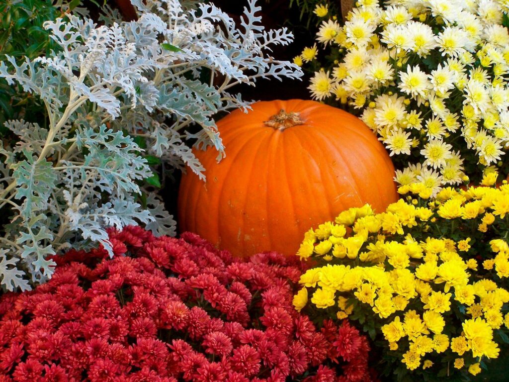 Vibrant Garden Wallpaper: Pumpkin & Colorful Chrysanthemums Background