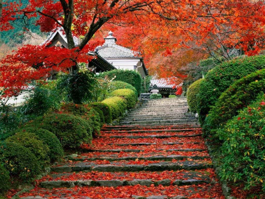 Picturesque Garden Pathway with Vibrant Foliage & Red Leaf Tree Background Wallpaper