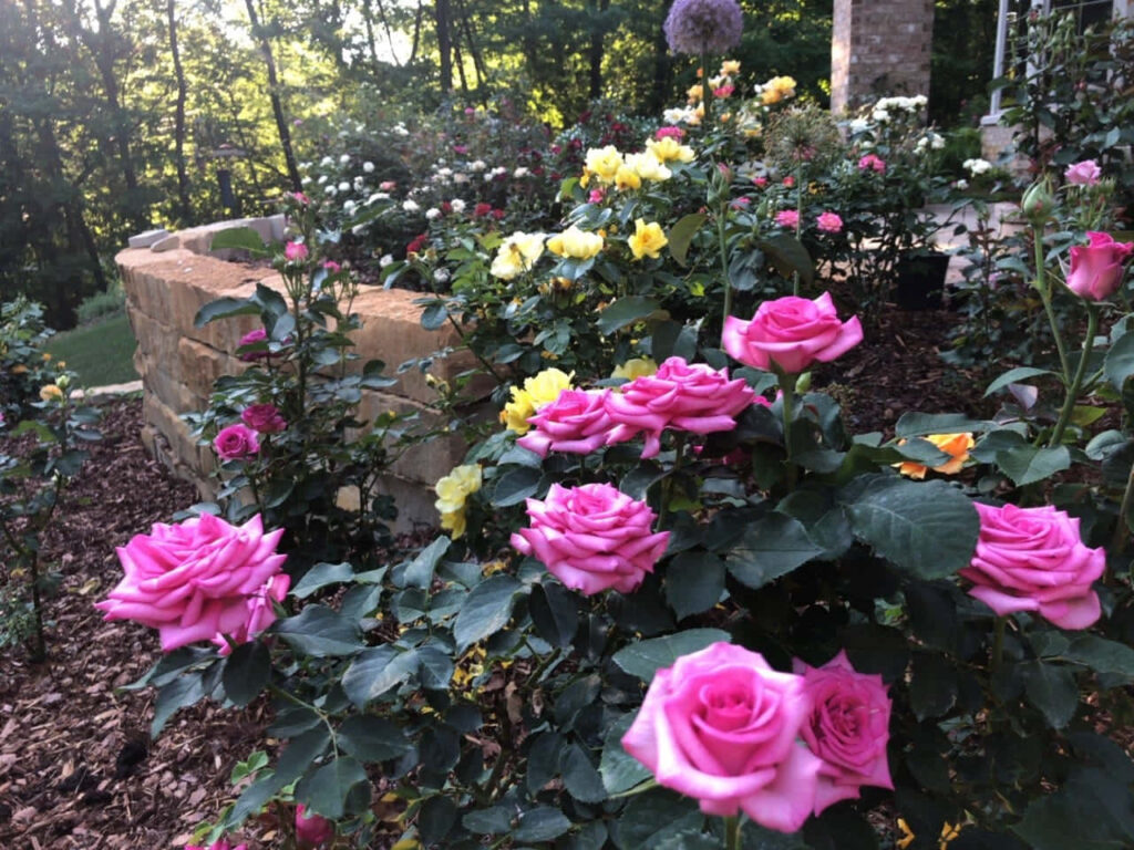 Vibrant Wallpaper: Lush Pink & Yellow Rose Garden Background
