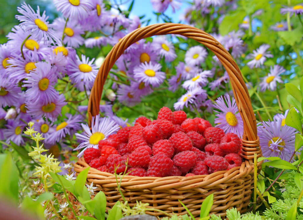 Vibrant Wallpaper: Wicker Basket of Raspberries & Purple Flowers