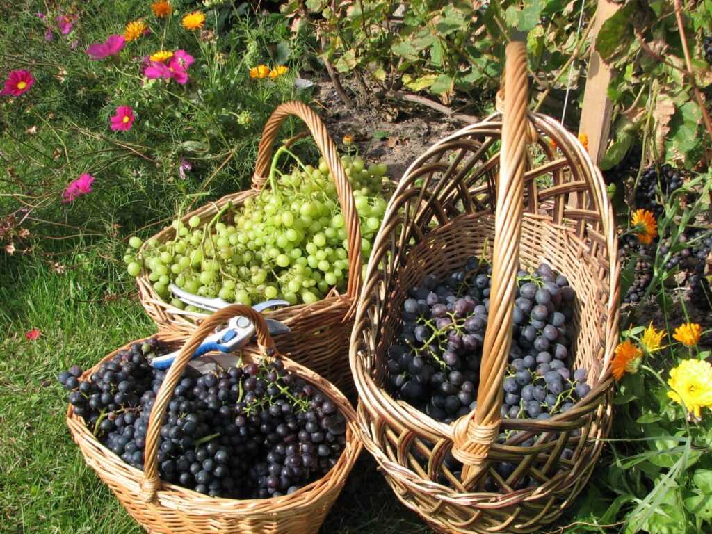 Vibrant Wallpaper: Wicker Baskets of Fresh Grapes in Blooming Garden