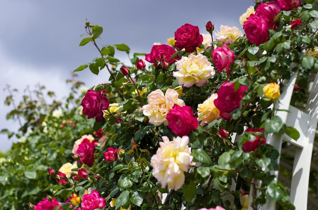 Vibrant Garden Wallpaper: Lush Red & Yellow Roses Against Cloudy Sky