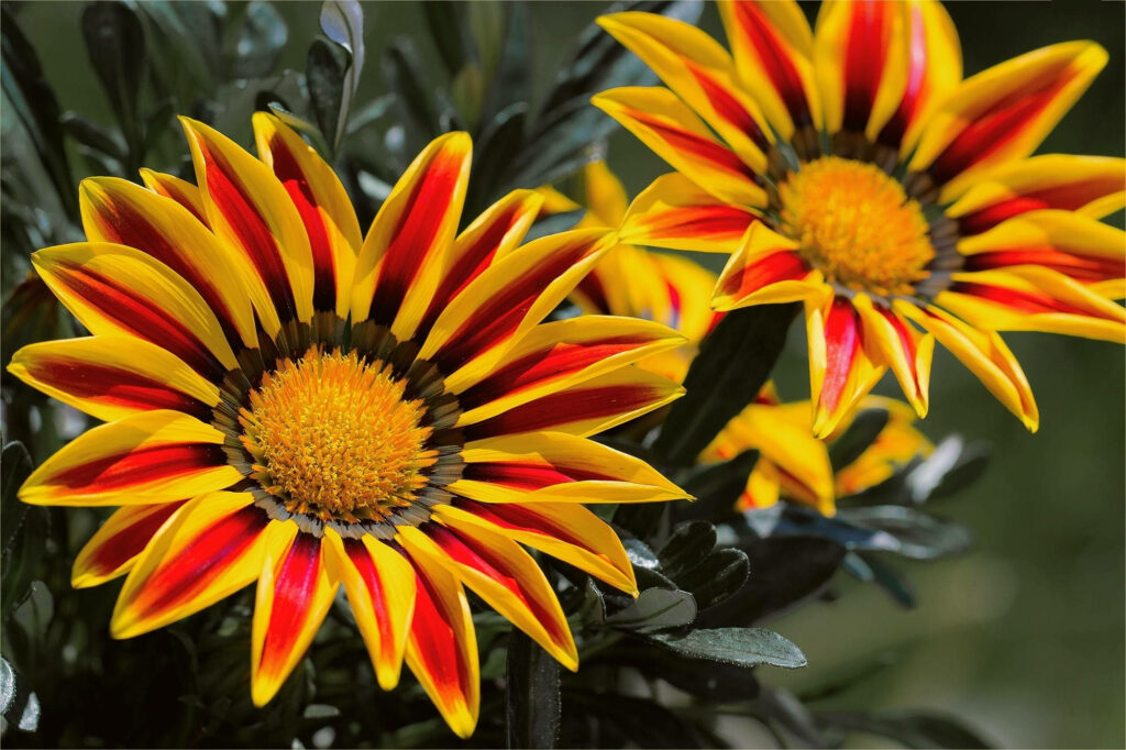 Vibrant Gazania Rigens Flowers: Bold Yellow & Red Nature Background Wallpaper
