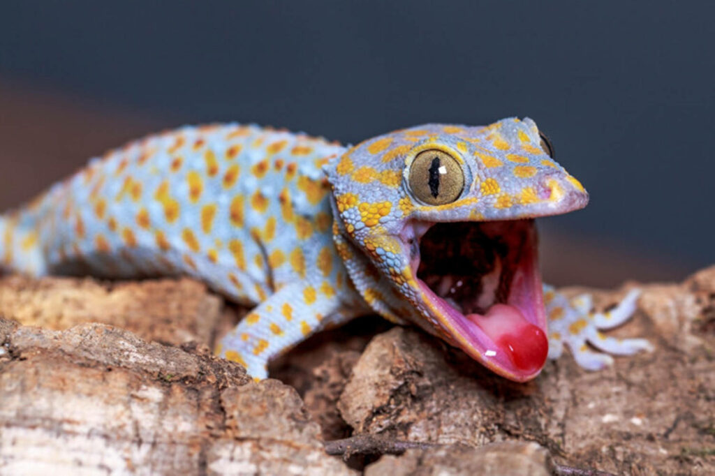 Vibrant Gecko Wallpaper: Blue & Orange Skin on Textured Wood
