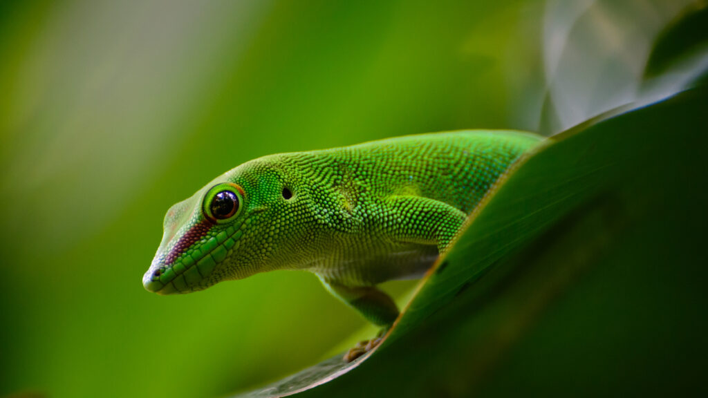 Vibrant Green Gecko Close-Up: Nature Wallpaper for Reptile Lovers