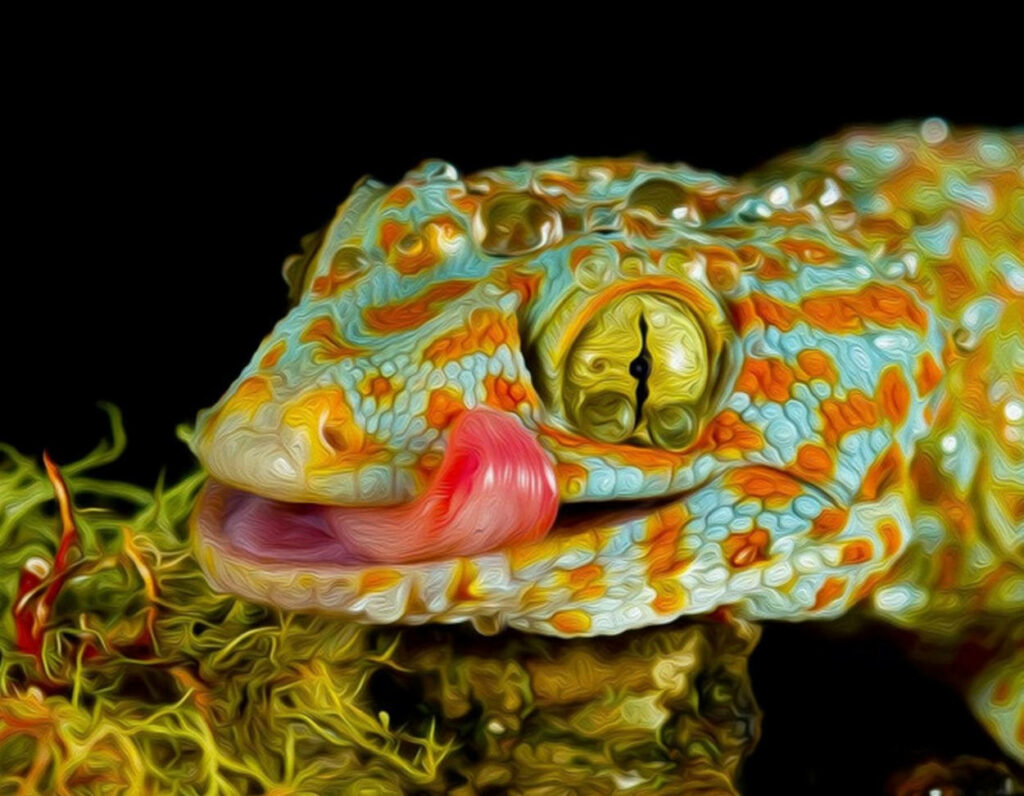 Colorful Gecko Close-Up Wallpaper with Striking Blue and Orange Patterns