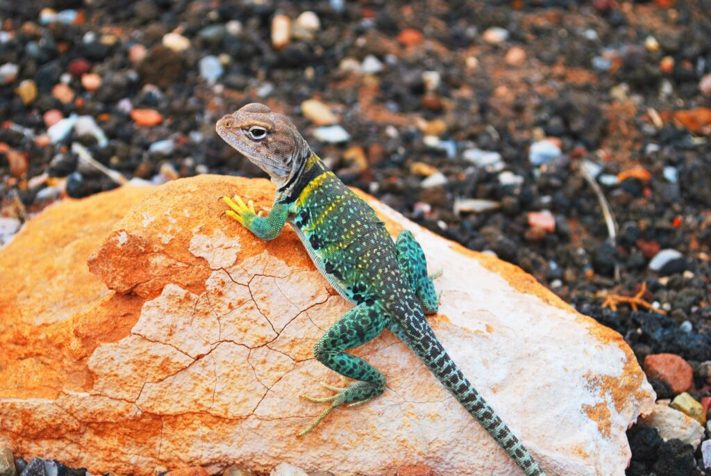 Colorful Gecko on Sunlit Stone: Nature's Vibrant Beauty Wallpaper