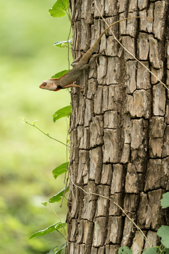 Vibrant Gecko on Tree Bark: Nature's Beautiful Contrast Wallpaper