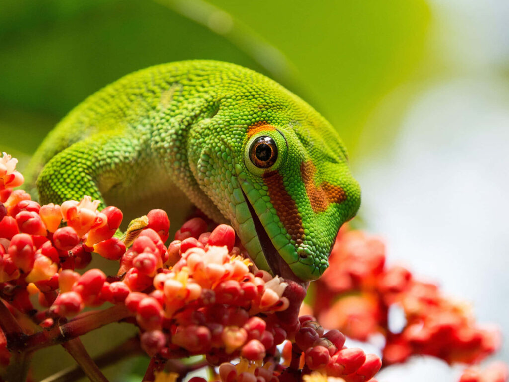 Vibrant Gecko Lizard on Red Flowers - Nature's Striking Background Wallpaper