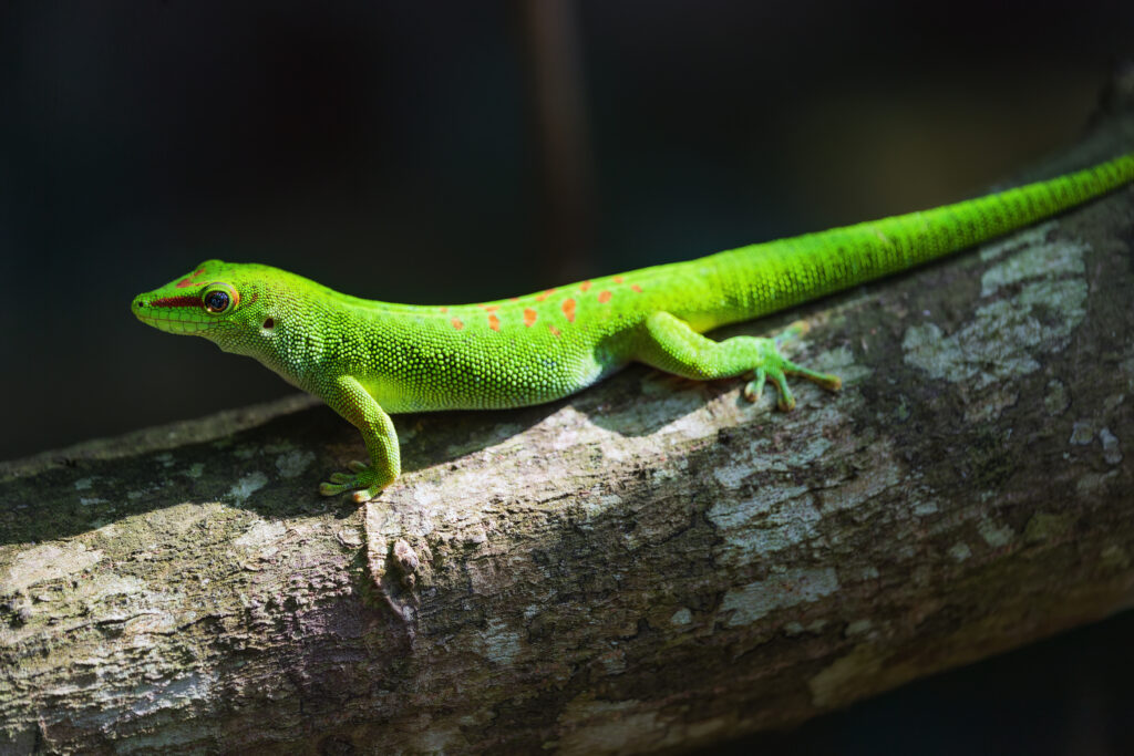 Vibrant Gecko Wallpaper: Lizard Basking on Textured Log