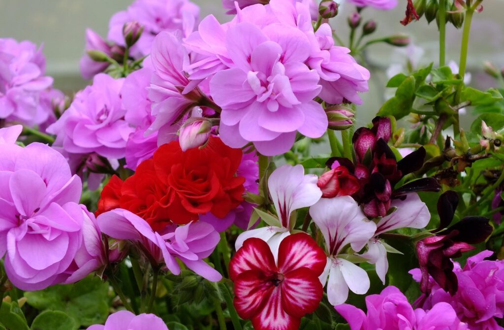 Colorful Geranium Blossoms Wallpaper - Vibrant Floral Background