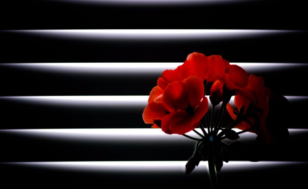 Vibrant Geranium Flower Wallpaper: Serene Blinds Background