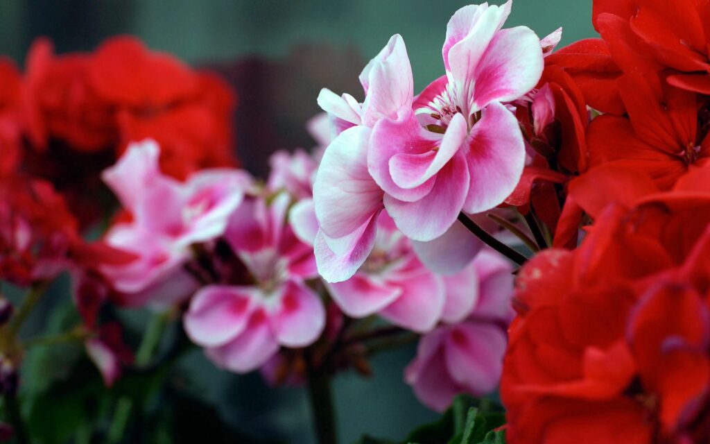 Vibrant Geranium Flowers Wallpaper: Pink & Red Petals with Greenery