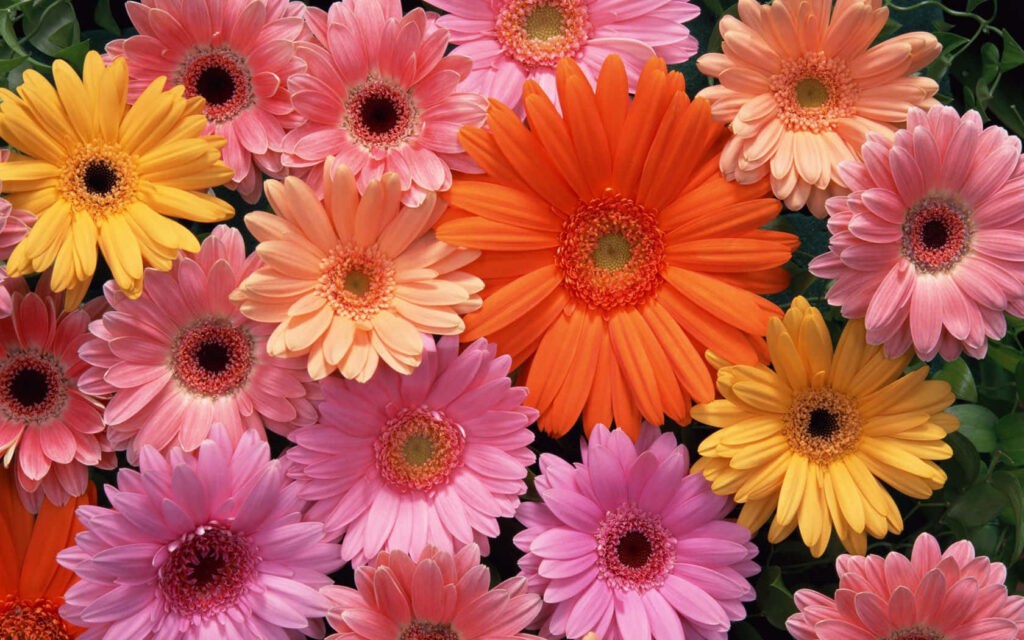 Vibrant Gerbera Daisies Wallpaper - Cheerful Floral Background