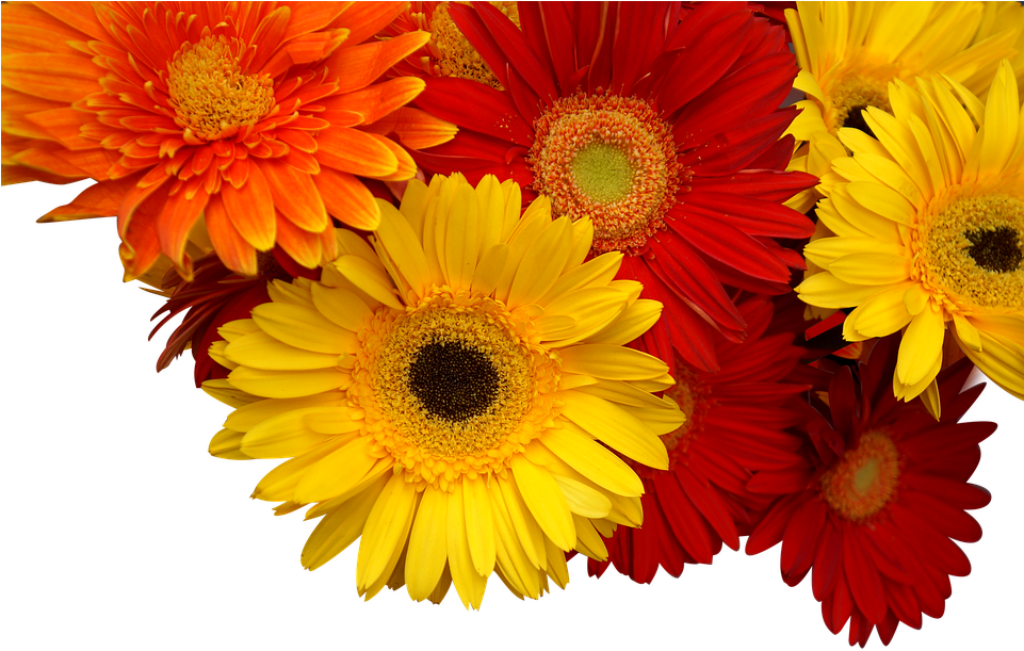 Vibrant Gerbera Daisies Wallpaper Background: Warm Red, Yellow, Orange