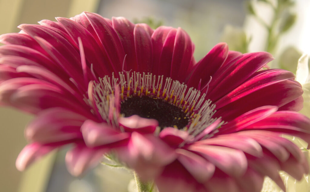 Vibrant Gerbera Flower Close-Up: Delicate Petals & Natural Light Wallpaper