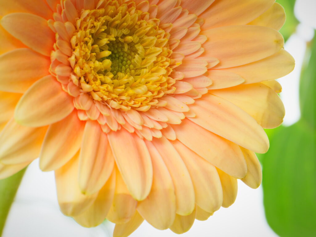Macro Shot of Vibrant Gerbera Flower - Delicate Petals Wallpaper