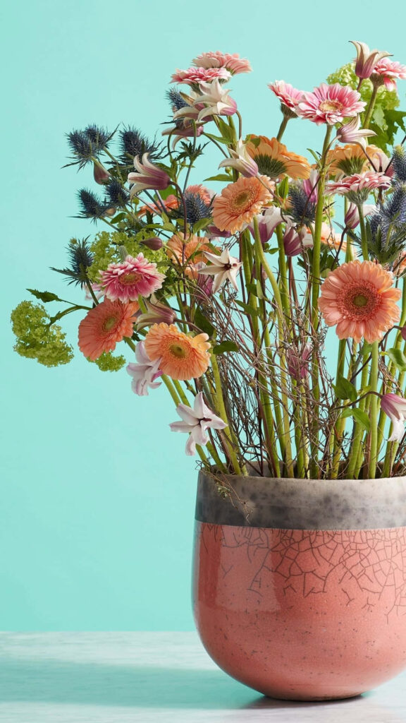 Vibrant Gerbera Flower Wallpaper on Bright Turquoise Background