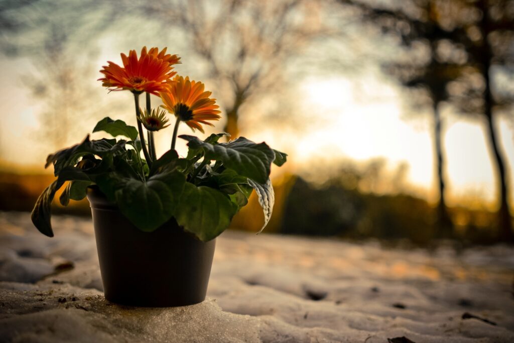 Vibrant Gerbera Flowers in Pot: Snowy Evening Sunset Backdrop Wallpaper
