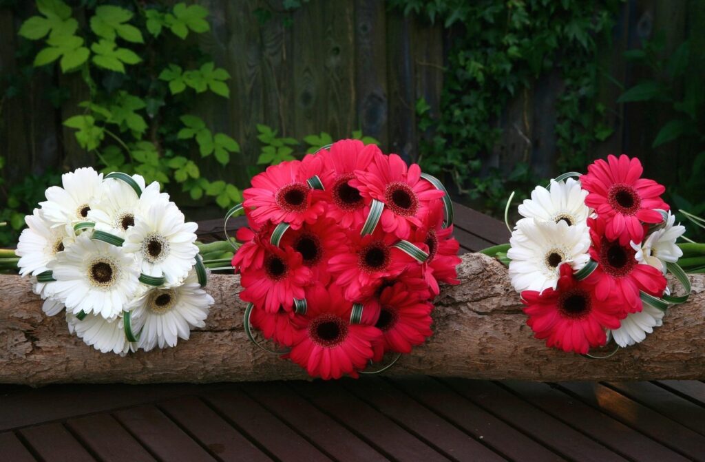 Vibrant Gerbera Flower Bouquets on Rustic Timber Log Background Wallpaper