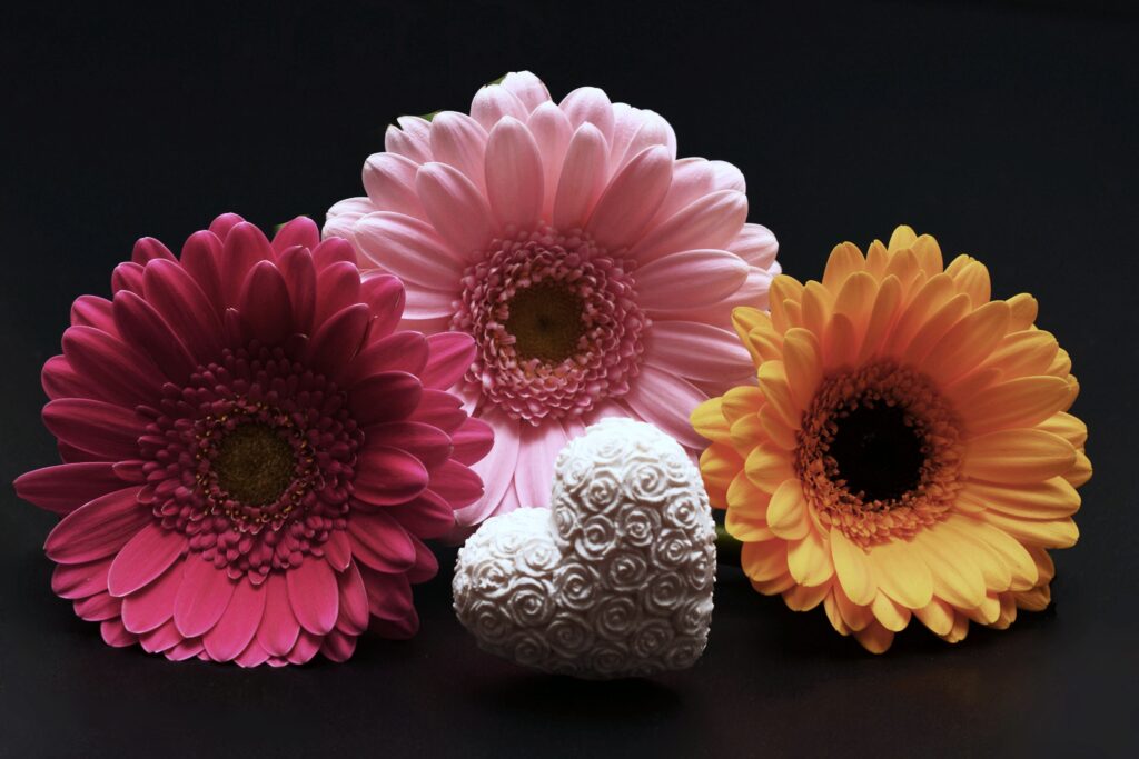 Vibrant Gerbera Flower Wallpaper: Valentine’s Day Heart Design