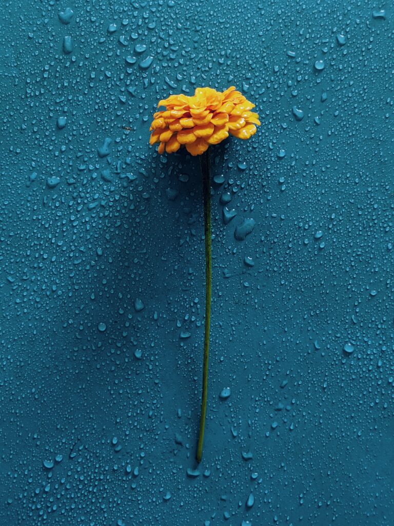 Vibrant Gerbera Flower with Water Droplets on Deep Blue Background Wallpaper